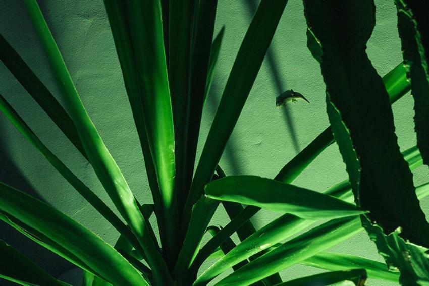 Placer De Meca Zahora Rum bild
